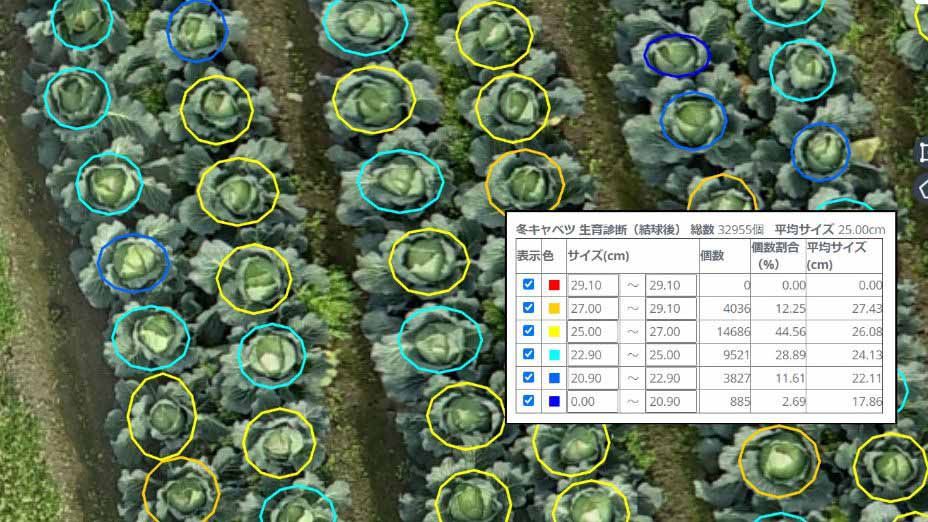 キャベツ 生育診断 結球後 収穫予測